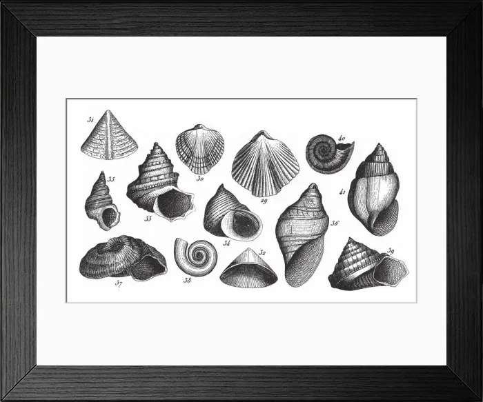 Framed Print : Fossils of the Transition Slate, Fossils and Representation of Animals of the Lias Framed Print : Fossils of the Transition Slate, Fossils and Representation of Animals of the Lias