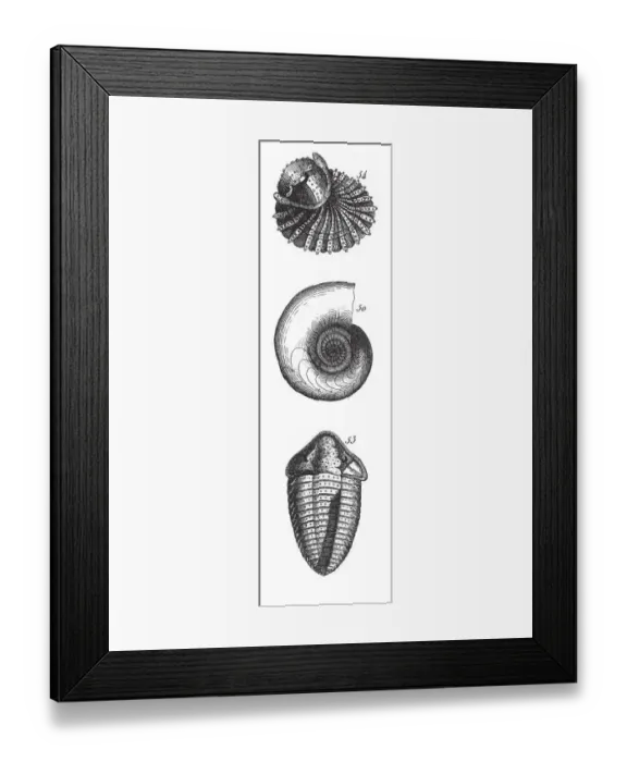 Framed Print : Fossils of the Transition Slate, Fossils and Representation of Animals of the Lias Framed Print : Fossils of the Transition Slate, Fossils and Representation of Animals of the Lias