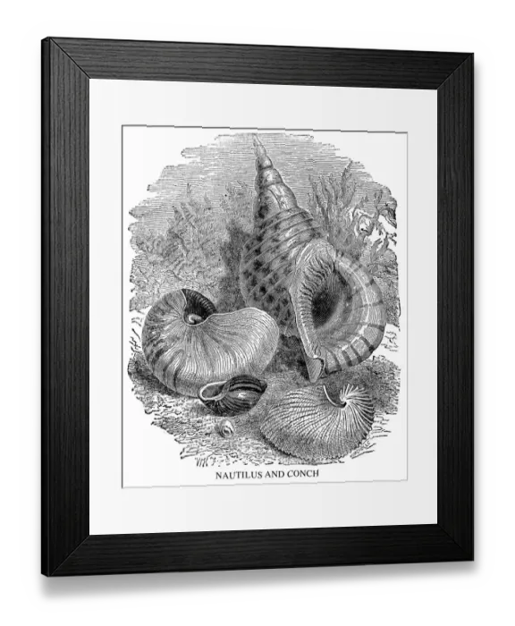 Framed Print : Nautilus and conch Framed Print : Nautilus and conch