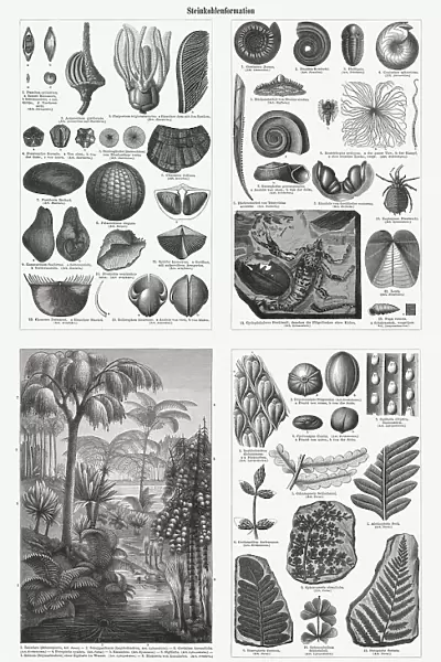 Fossils and plants from the Carboniferous period, woodcuts, published 1897