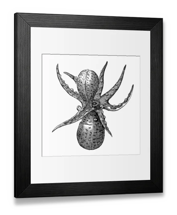 Framed Print : Argonauta argo (greater argonaut) Framed Print : Argonauta argo (greater argonaut)