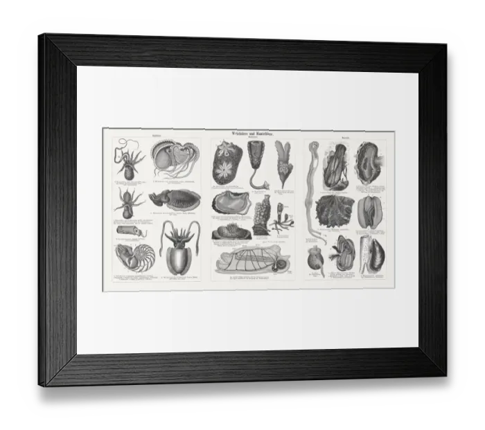 Framed Print : Molluscs and tunicates, wood engravings, published in 1897 Framed Print : Molluscs and tunicates, wood engravings, published in 1897