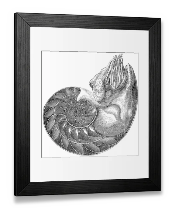 Framed Print : Chambered Nautilus (Nautilus Pompilius) Framed Print : Chambered Nautilus (Nautilus Pompilius)