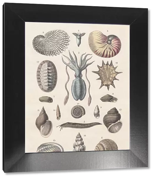 Mollusca, hand-coloured lithograph, published 1880