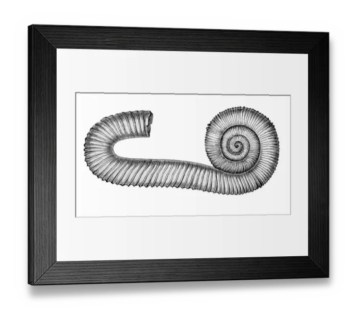 Framed Print : ammonite. Engraving french textbook geology from 1887 Framed Print : ammonite. Engraving french textbook geology from 1887