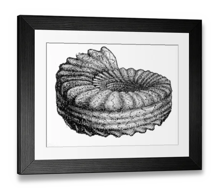Framed Print : ammonite. Engraving french textbook geology from 1887 Framed Print : ammonite. Engraving french textbook geology from 1887