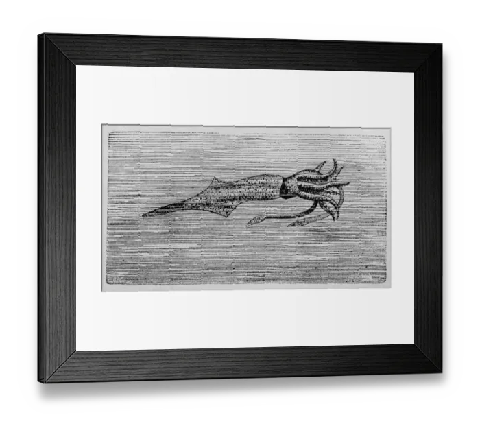 Framed Print : pre historic cuttlefish cephalopod Framed Print : pre historic cuttlefish cephalopod