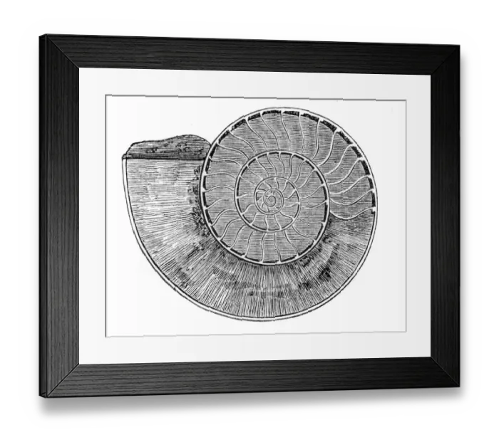 Framed Print : section ammonite Framed Print : section ammonite