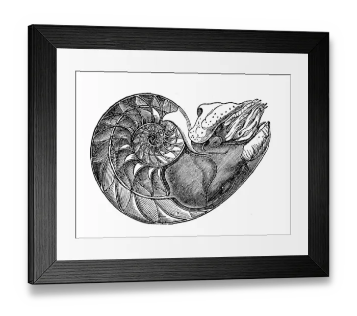 Framed Print : Antique illustration of Nautilus pompilius Framed Print : Antique illustration of Nautilus pompilius