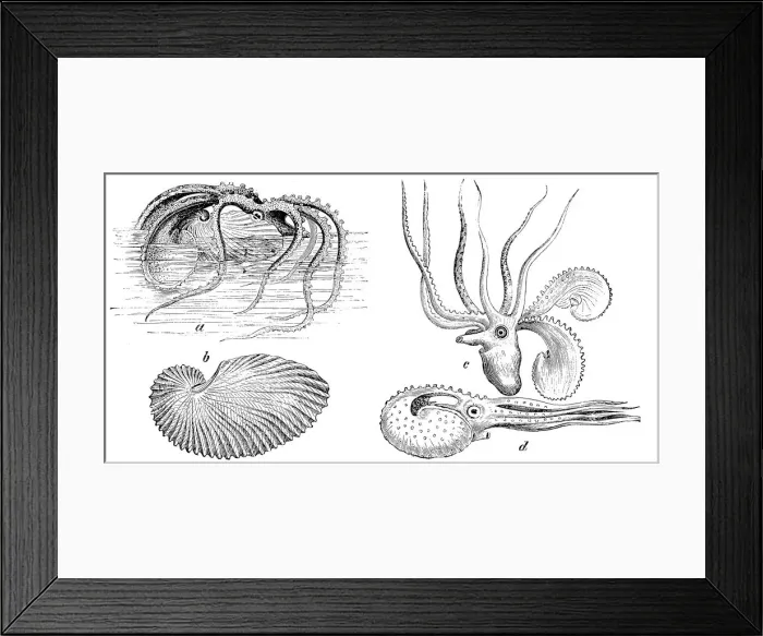 Framed Print : Greater Argonaut (Argonauta Argo) Framed Print : Greater Argonaut (Argonauta Argo)