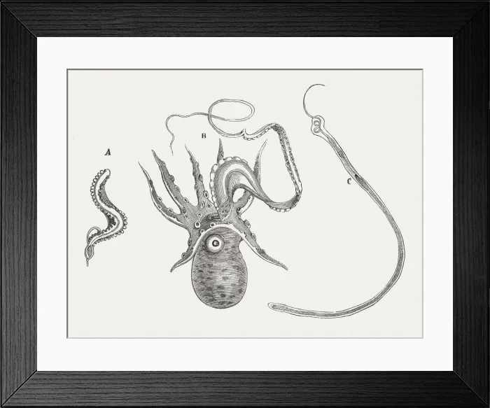 Framed Print : Cephalopoda, published in 1868 Framed Print : Cephalopoda, published in 1868
