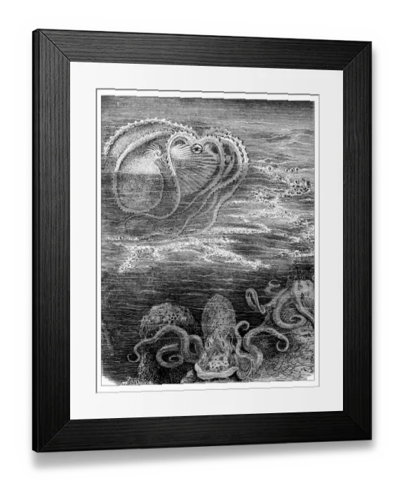 Framed Print : Antique illustration of argonaut and squids Framed Print : Antique illustration of argonaut and squids