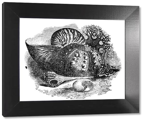 shells. Wood engraving of shells. Illustrated Natural History by Rev