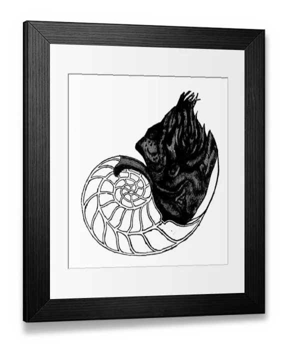 Framed Print : Animals antique engraving illustration: Pearly Nautilus