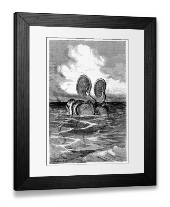 Framed Print : Antique illustration of Argonauta argo (greater argonaut) Framed Print : Antique illustration of Argonauta argo (greater argonaut)