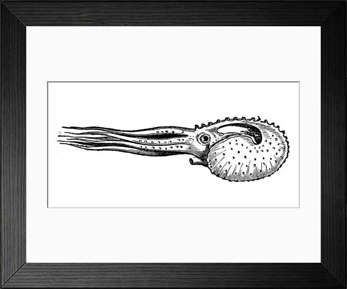Framed Print : Antique illustration of Argonauta argo (greater argonaut) Framed Print : Antique illustration of Argonauta argo (greater argonaut)