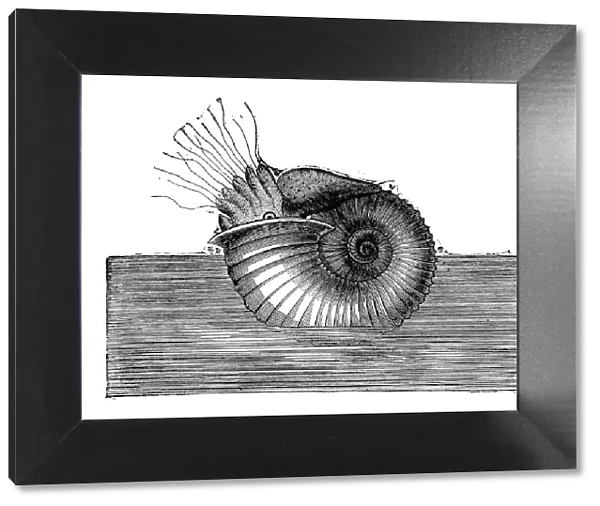 Antique illustration of Ammonite