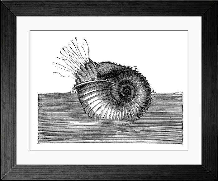 Framed Print : Antique illustration of Ammonite