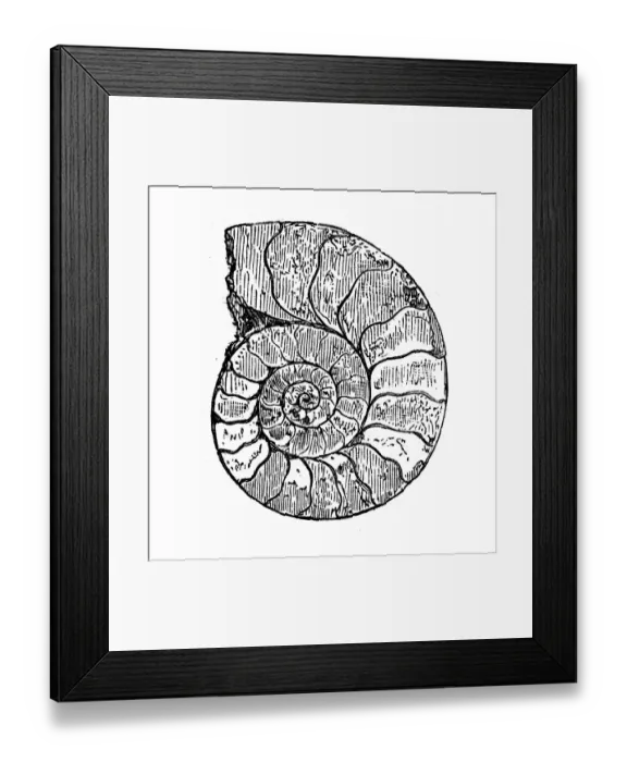 Framed Print : Antique illustration of Ammonite Framed Print : Antique illustration of Ammonite