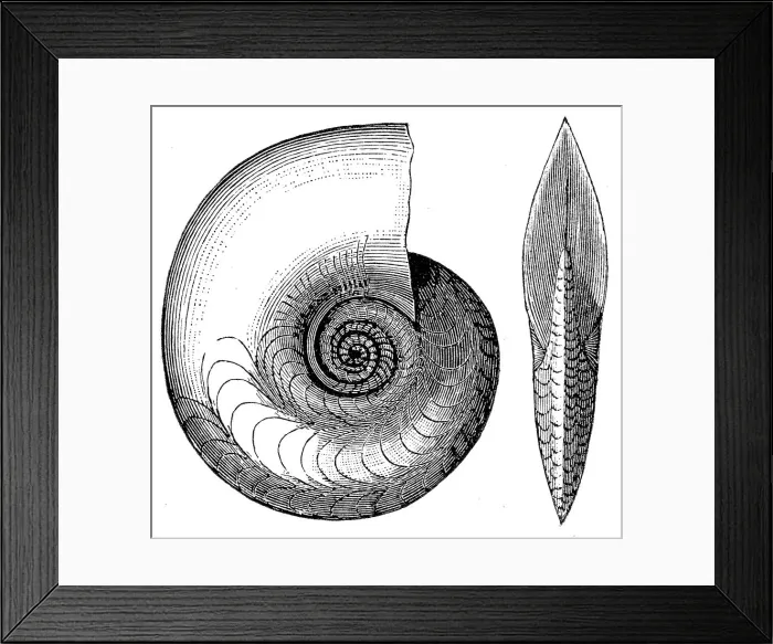 Framed Print : Cephalopod fossil