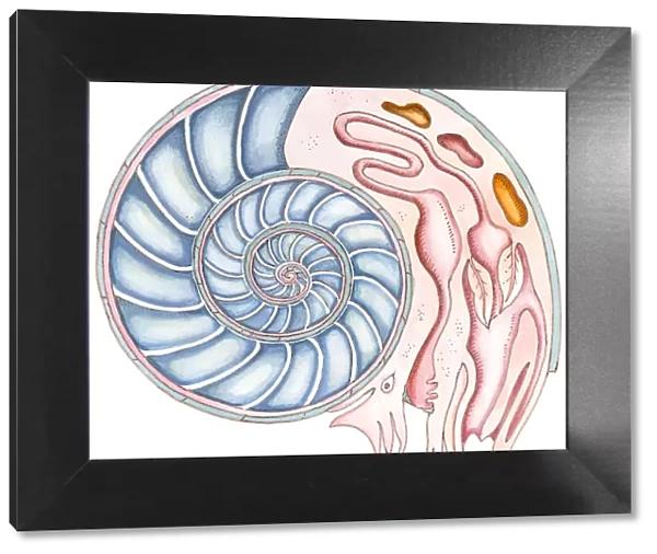 Illustration of Ammonite showing cross section of spiral, and internal organs