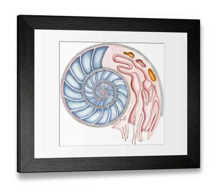 Framed Print : Illustration of Ammonite showing cross section of spiral, and internal organs Framed Print : Illustration of Ammonite showing cross section of spiral, and internal organs