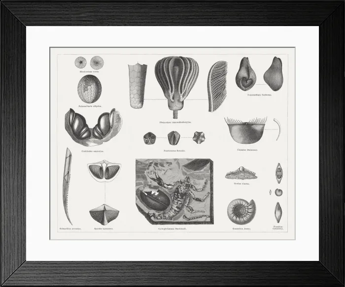 Framed Print : Carboniferous fossils, wood engravings, published in 1878 Framed Print : Carboniferous fossils, wood engravings, published in 1878