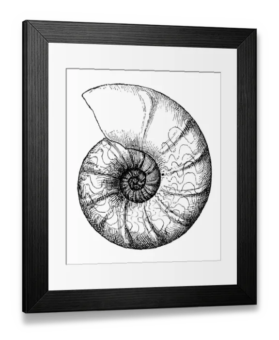 Framed Print : Ceratites nodosus is an extinct genus of ammonite cephalopod Framed Print : Ceratites nodosus is an extinct genus of ammonite cephalopod