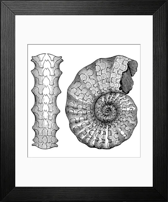 Framed Print : Ceratites is an extinct genus of ammonite cephalopods Framed Print : Ceratites is an extinct genus of ammonite cephalopods