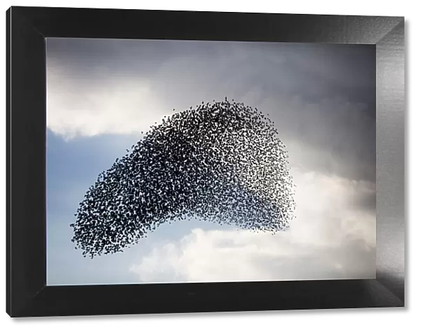 Large murmuration of starlings