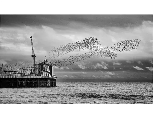 Brighton- Starling Murmuration