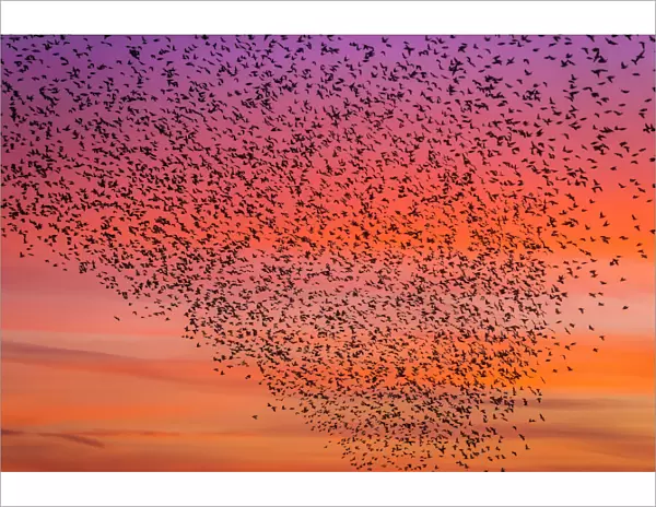 Murmuration of starlings at dusk, RSPB Reserve Minsmere, Suffolk, England