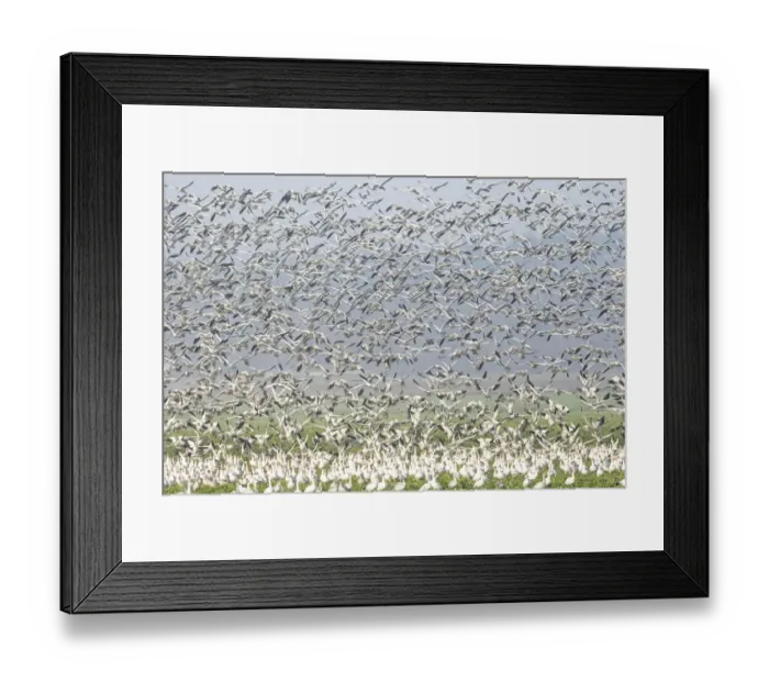 Framed Print : Murmuration Of Canadian Snow Geese in the Skagit Valley, Washington Framed Print : Murmuration Of Canadian Snow Geese in the Skagit Valley, Washington