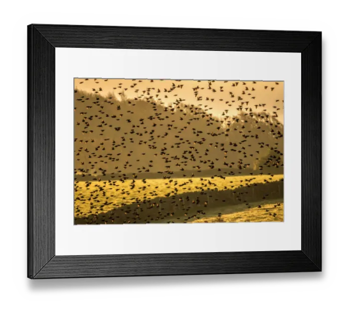 Framed Print : Murmuration with Golden light at sunset. England, UK Framed Print : Murmuration with Golden light at sunset. England, UK