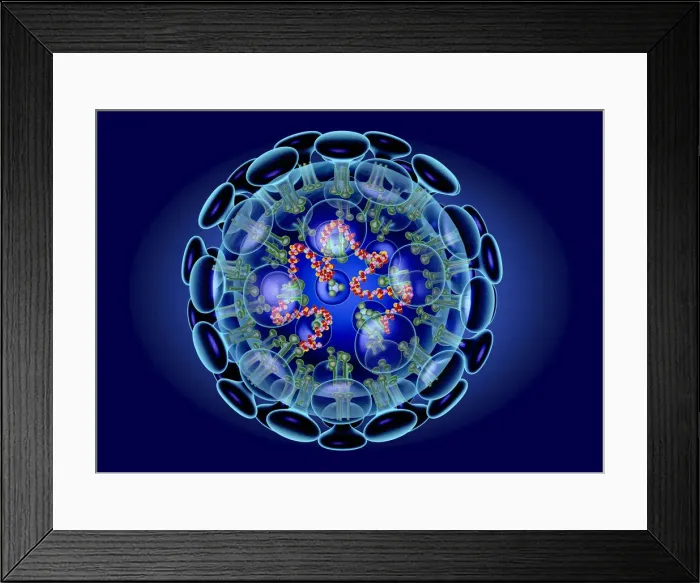Framed Print : Coronavirus structure, illustration