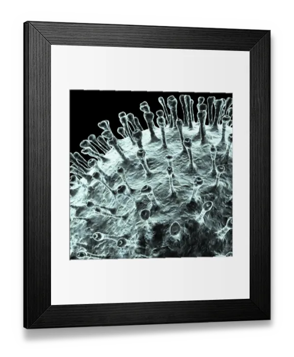 Framed Print : Coronavirus, artwork Framed Print : Coronavirus, artwork