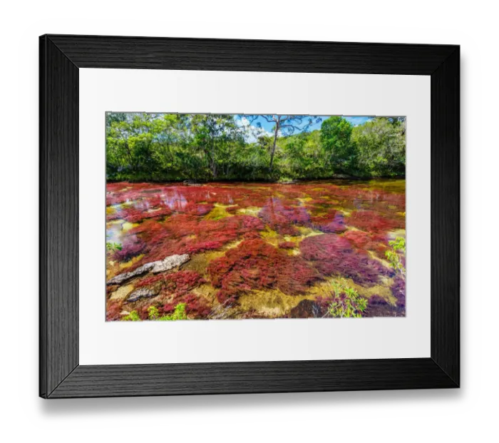 Framed Print : CaAno Cristales, River of Five Colors Framed Print : CaAno Cristales, River of Five Colors