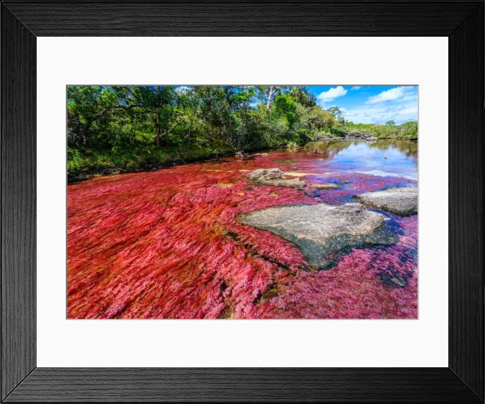 Framed Print : CaAno Cristales, River of Five Colors Framed Print : CaAno Cristales, River of Five Colors