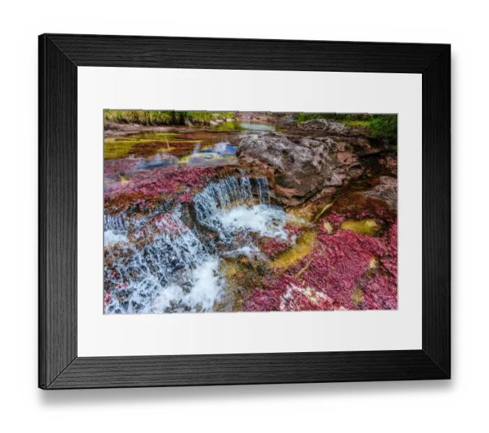Framed Print : CaAno Cristales, River of Five Colors Framed Print : CaAno Cristales, River of Five Colors