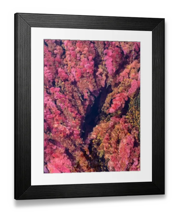 Framed Print : CaAno Cristales, River of Five Colors Framed Print : CaAno Cristales, River of Five Colors
