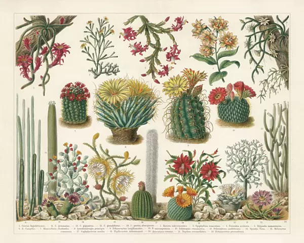 Cacti, chromolithograph, published in 1900