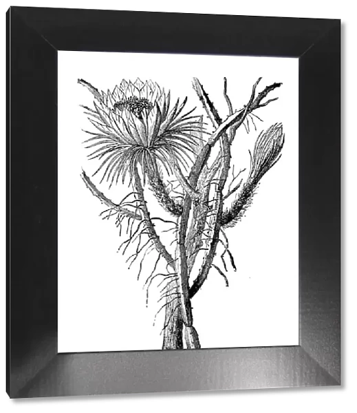 Botany plants antique engraving illustration: Cereus nycticalus