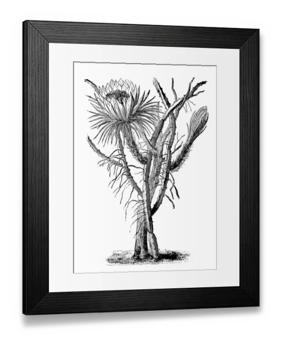 Framed Print : Botany plants antique engraving illustration: Cereus nycticalus Framed Print : Botany plants antique engraving illustration: Cereus nycticalus