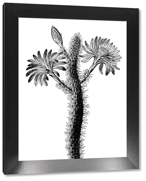 Botany plants antique engraving illustration: Peniocereus serpentinus, Cereus serpentinus
