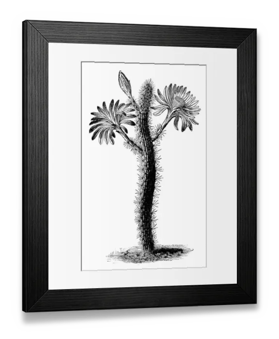 Framed Print : Botany plants antique engraving illustration: Peniocereus serpentinus, Cereus serpentinus Framed Print : Botany plants antique engraving illustration: Peniocereus serpentinus, Cereus serpentinus