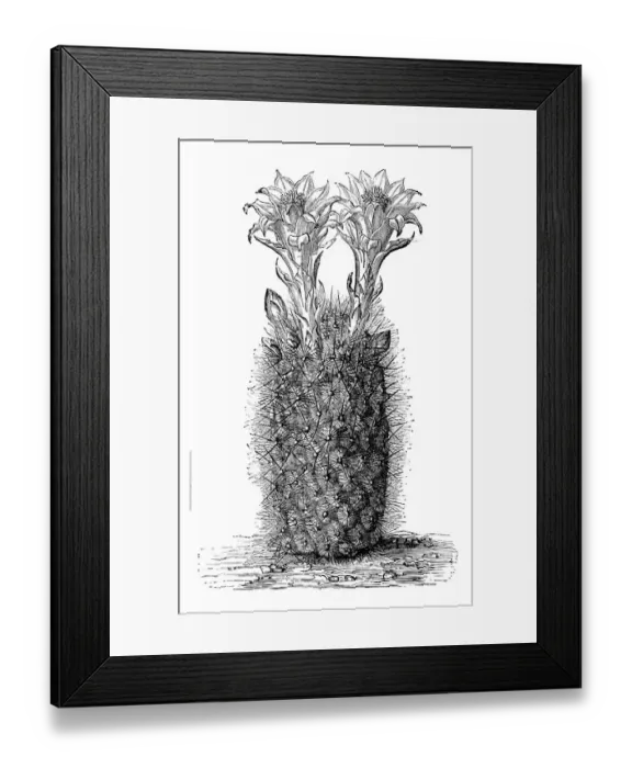 Framed Print : Botany plants antique engraving illustration: Echinocactus haynii Framed Print : Botany plants antique engraving illustration: Echinocactus haynii