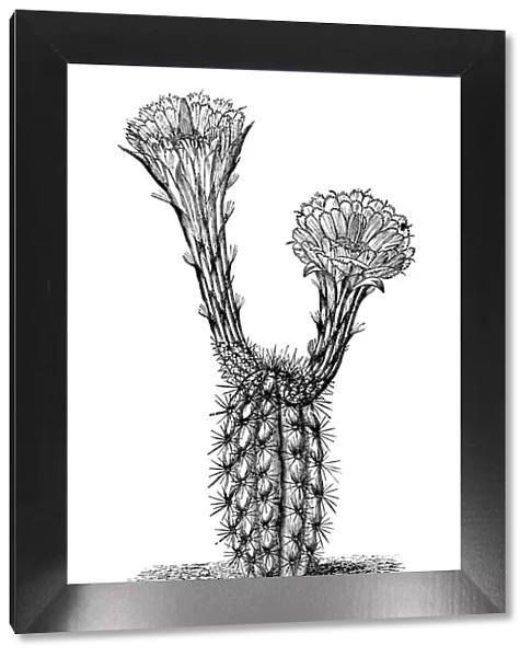 Botany plants antique engraving illustration: Cereus pleiogonus