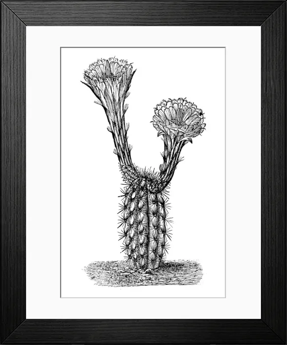 Framed Print : Botany plants antique engraving illustration: Cereus pleiogonus Framed Print : Botany plants antique engraving illustration: Cereus pleiogonus