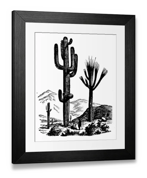 Framed Print : Botany plants antique engraving illustration: Cereus Framed Print : Botany plants antique engraving illustration: Cereus