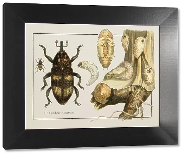 Weevil Pissodes notatus insect illustration 1897